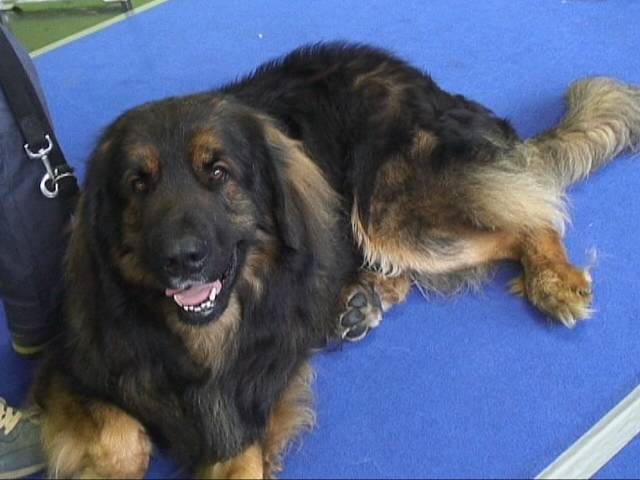 Salzburg Clubschau Mai 06 247 